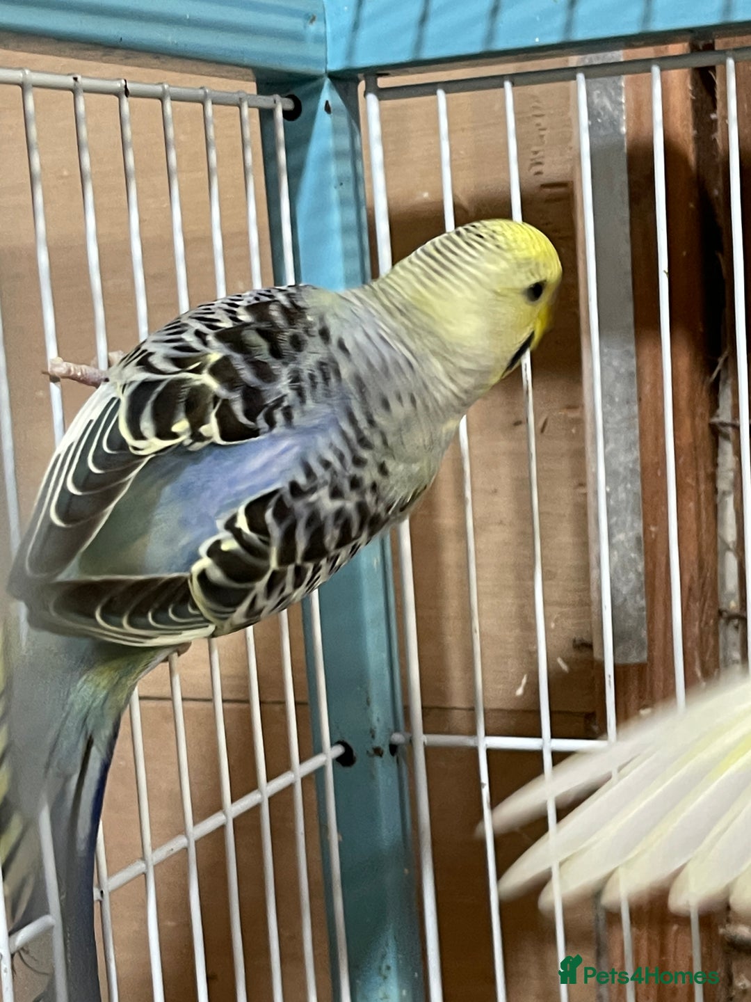 Budgerigars birds for sale: Budgies  - Advert 10