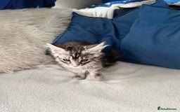 Maine Coon cats for sale: XXL  Ready Now TICA pure bread Maine Coon Kittens  - Image 15