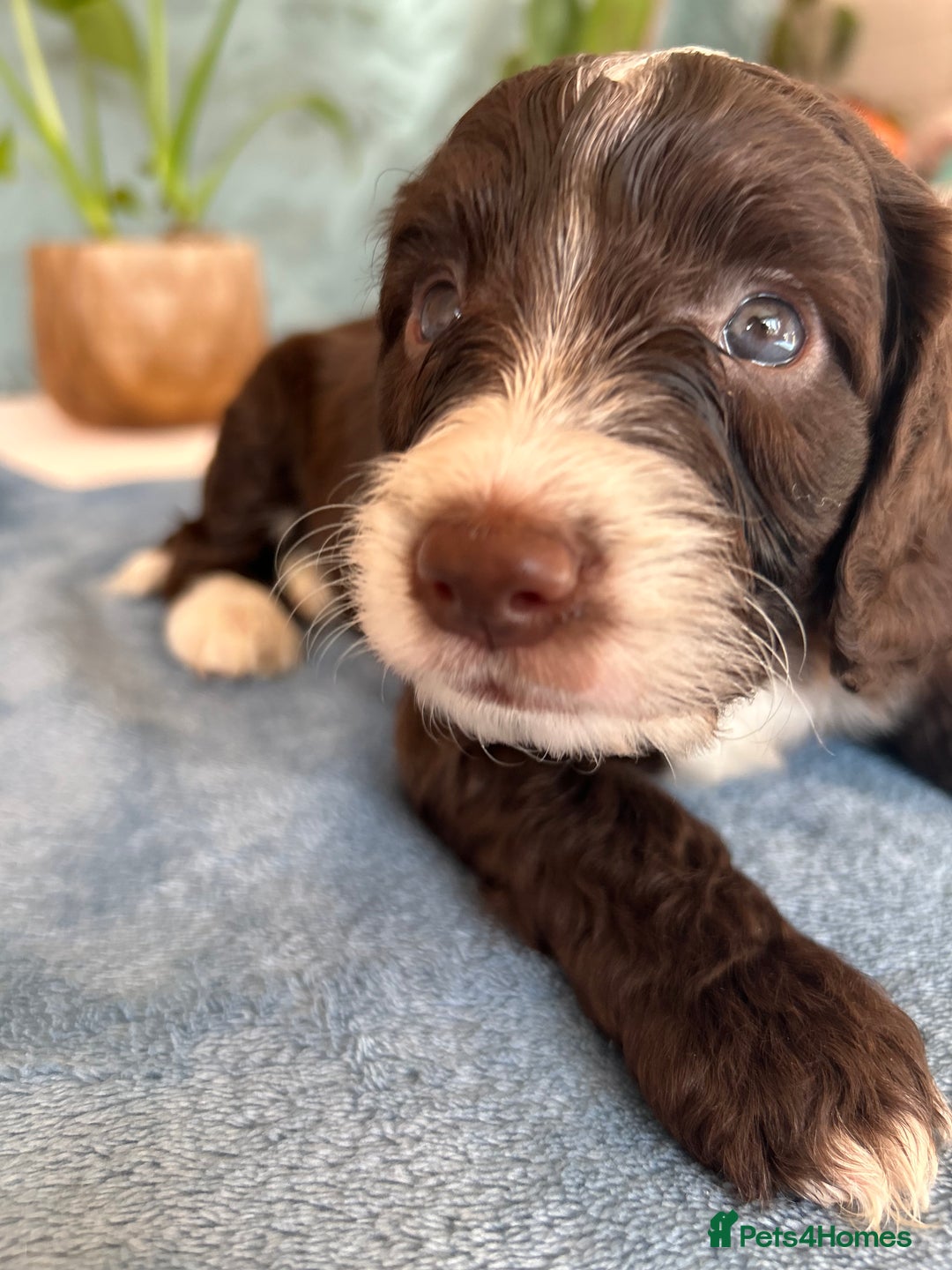 Cockapoo dogs for sale: Cocker Spaniel x Cockapoo Puppies Ready Soon  - Image 21