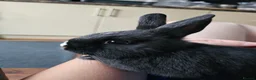 Netherland Dwarf rabbits for sale: *AVAILABLE* Purebred Netherland Dwarf Doe - Advert 10