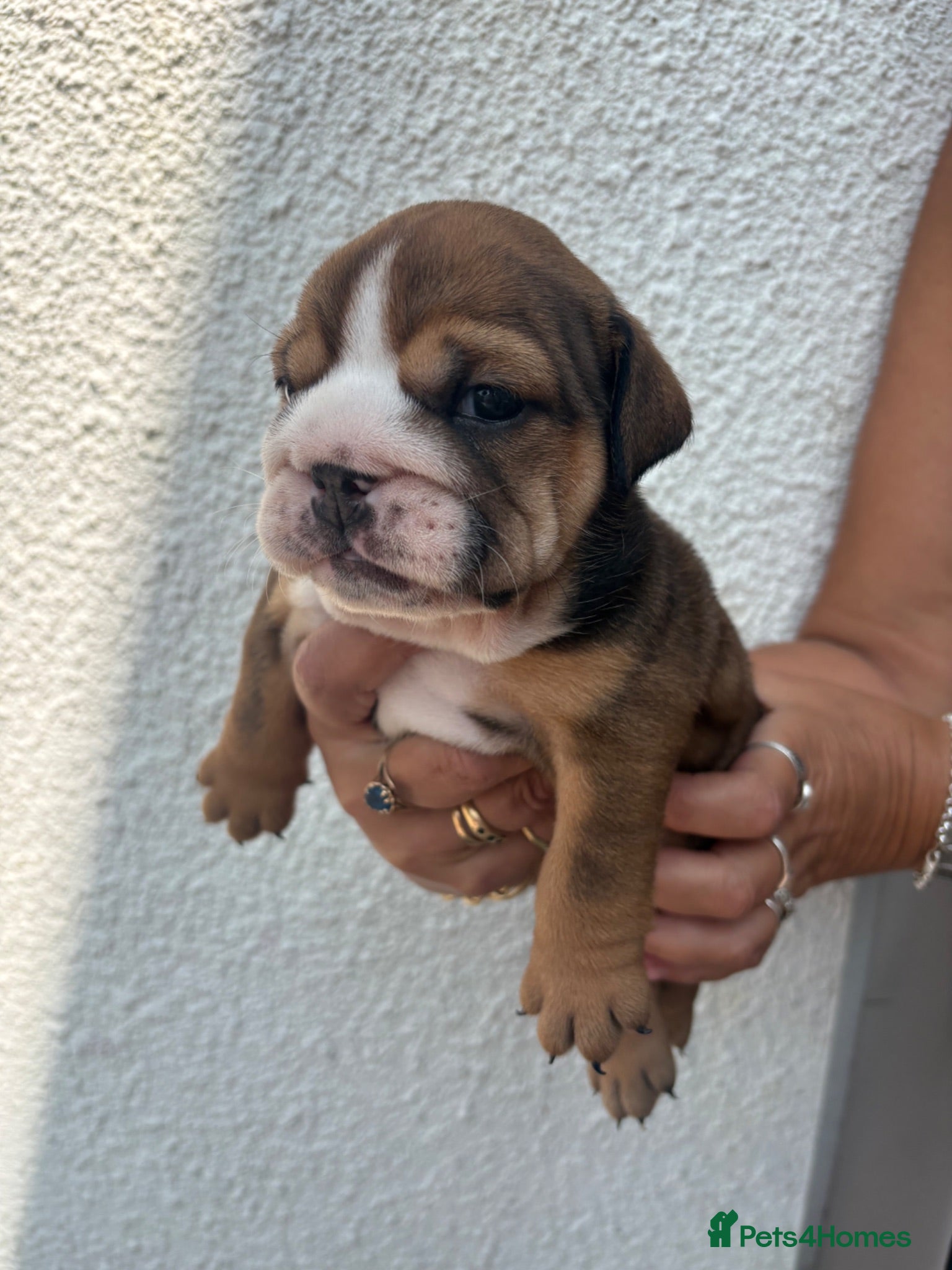 English Bulldog dogs STUNNING TRADITIONAL ENGLISH BULLDOG - Advert 2