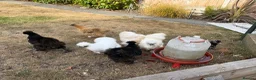 Chickens poultry for sale: 8 Silkys and 1 Polish  in Poole - Advert 3