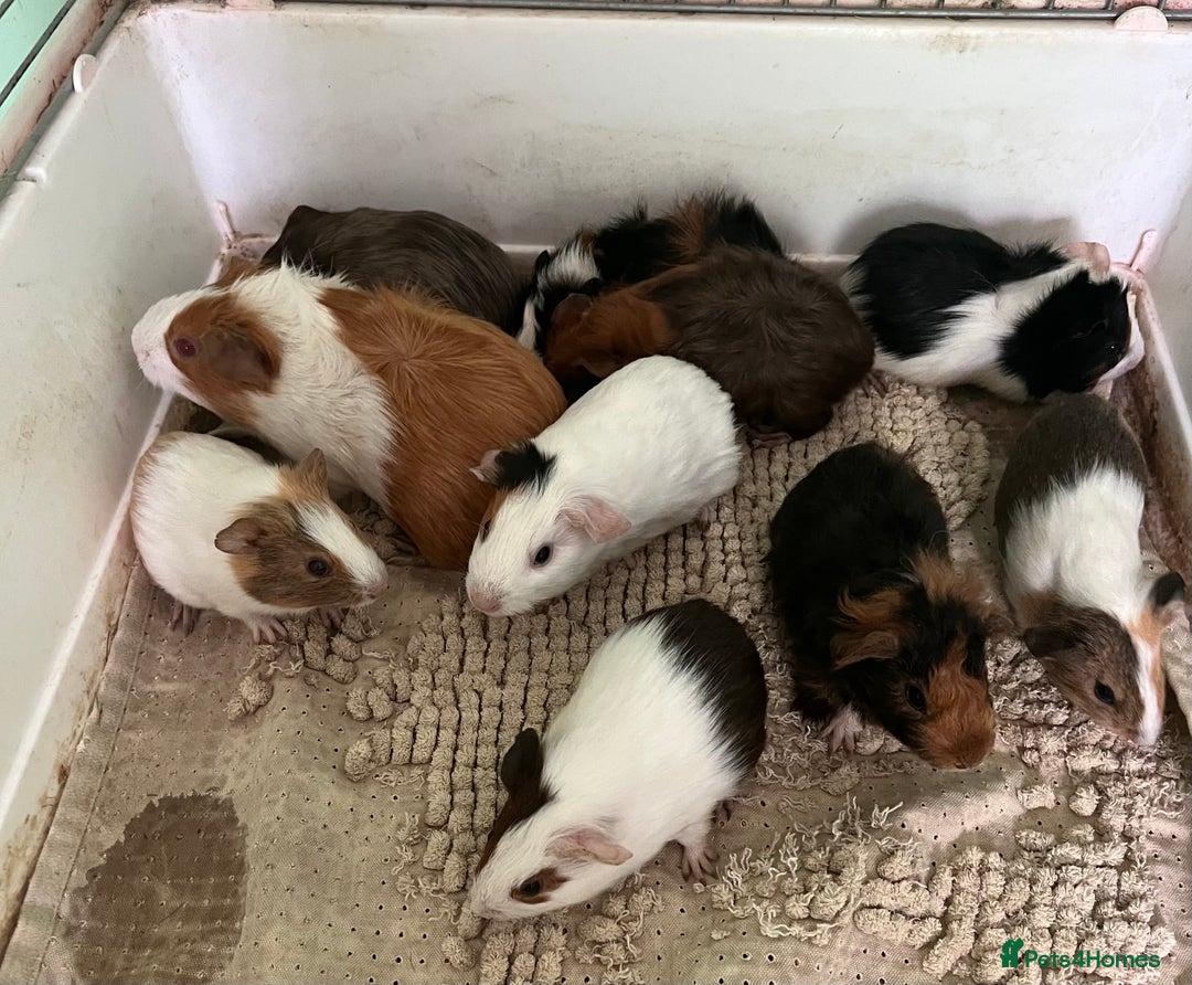 Animal Shelter Rat Sanctuary Near Me Animal Shelter Guinea Pigs