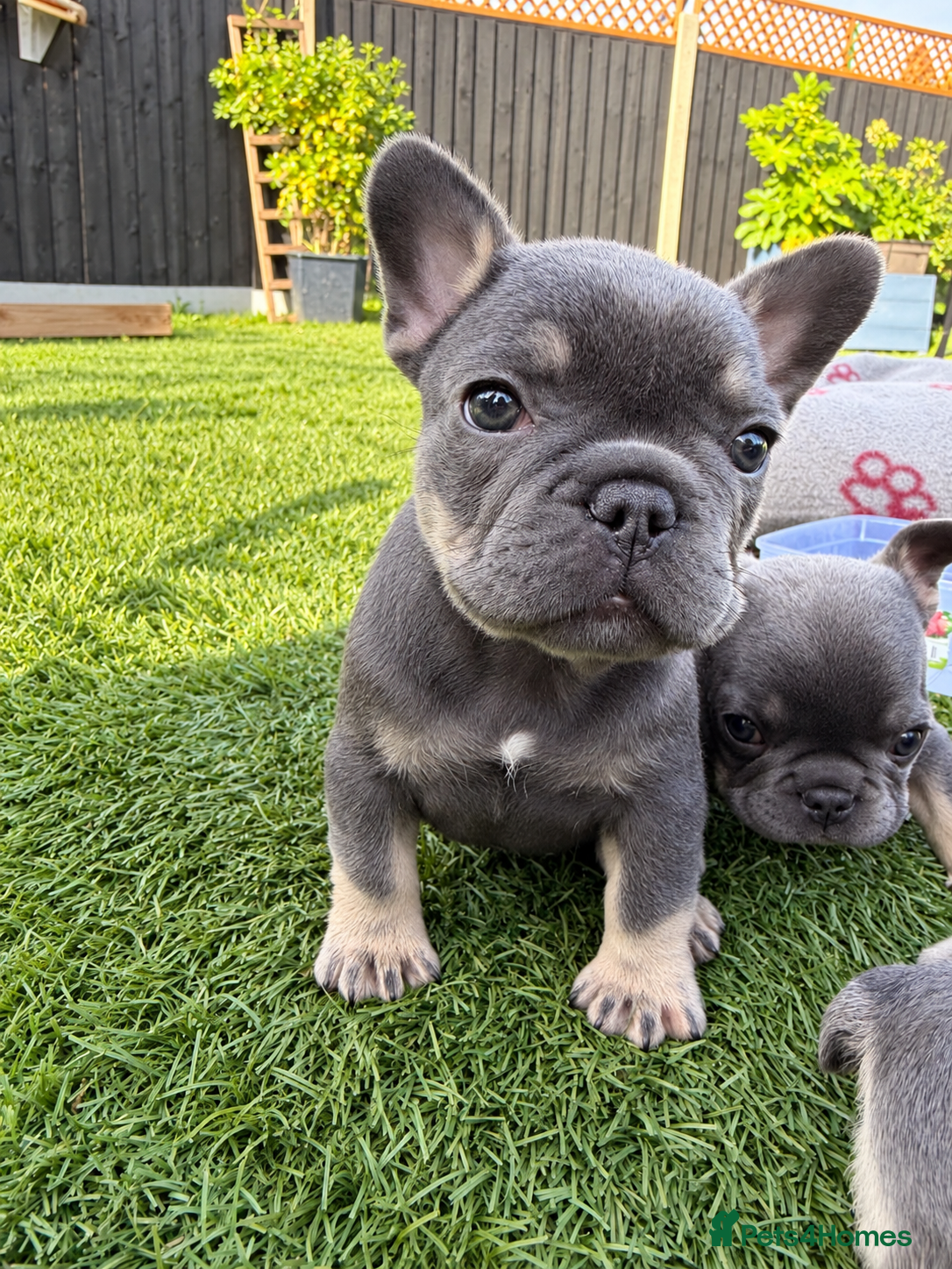 French Bulldog dogs Blue French bulldog puppies  - Advert 2