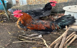 Chickens poultry for sale: 4 x cockerels FREE to good home  - Advert 4