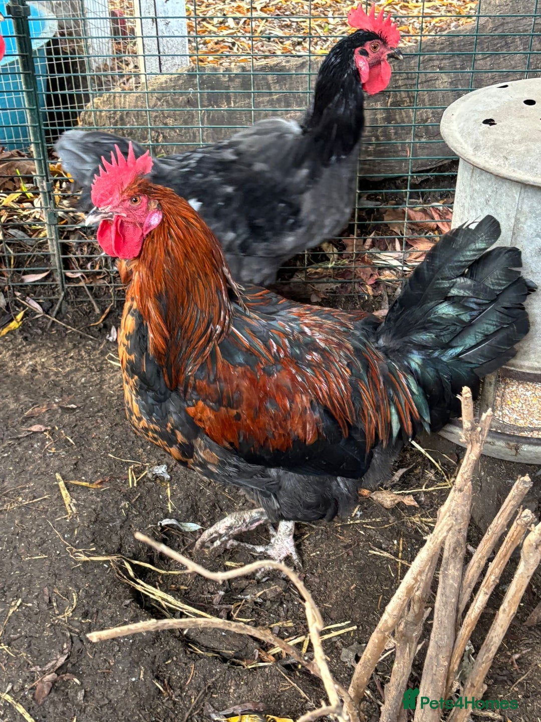 Chickens poultry for sale: 4 x cockerels FREE to good home  - Advert 4