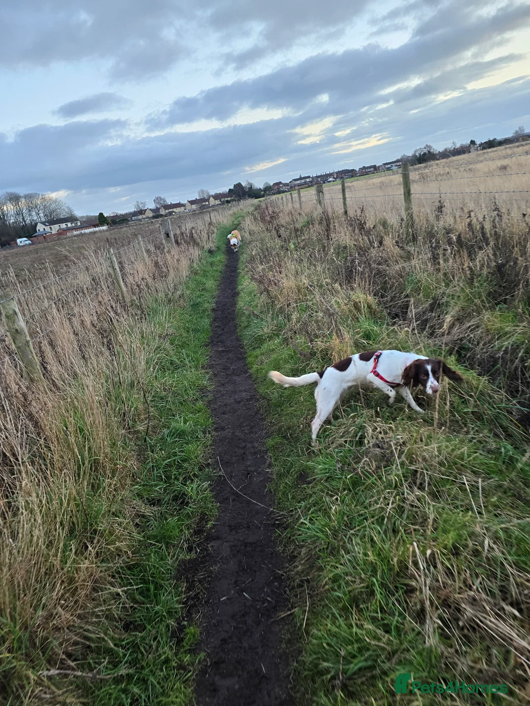 English Springer Spaniel dogs for sale: 2 year old female springer spaniel - Advert 3