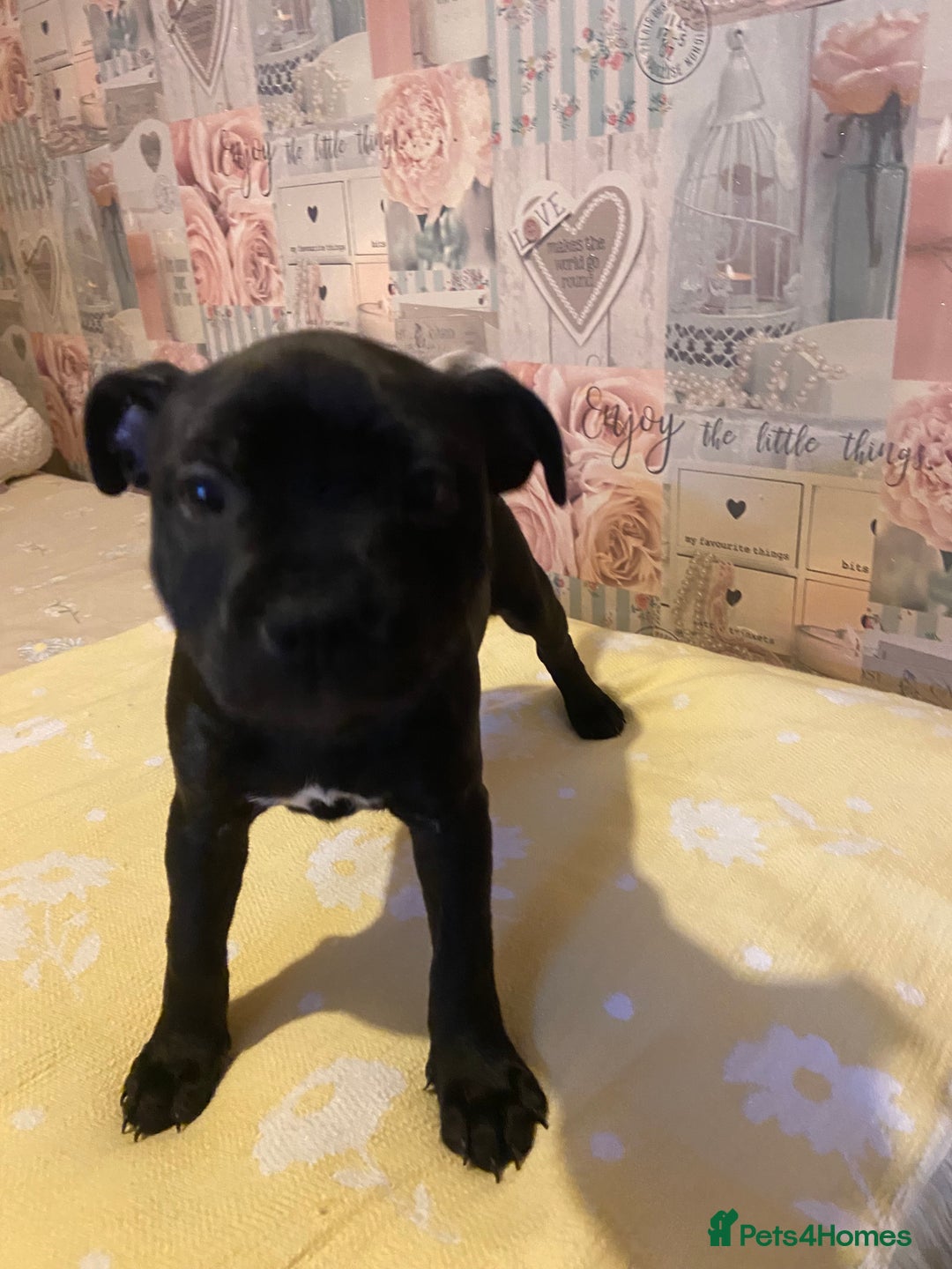 Staffordshire Bull Terrier dogs for sale: Beautiful Staffordshire bull terrier puppy’s  - Image 25