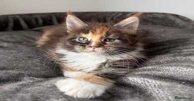 Maine Coon cats - Advert 12