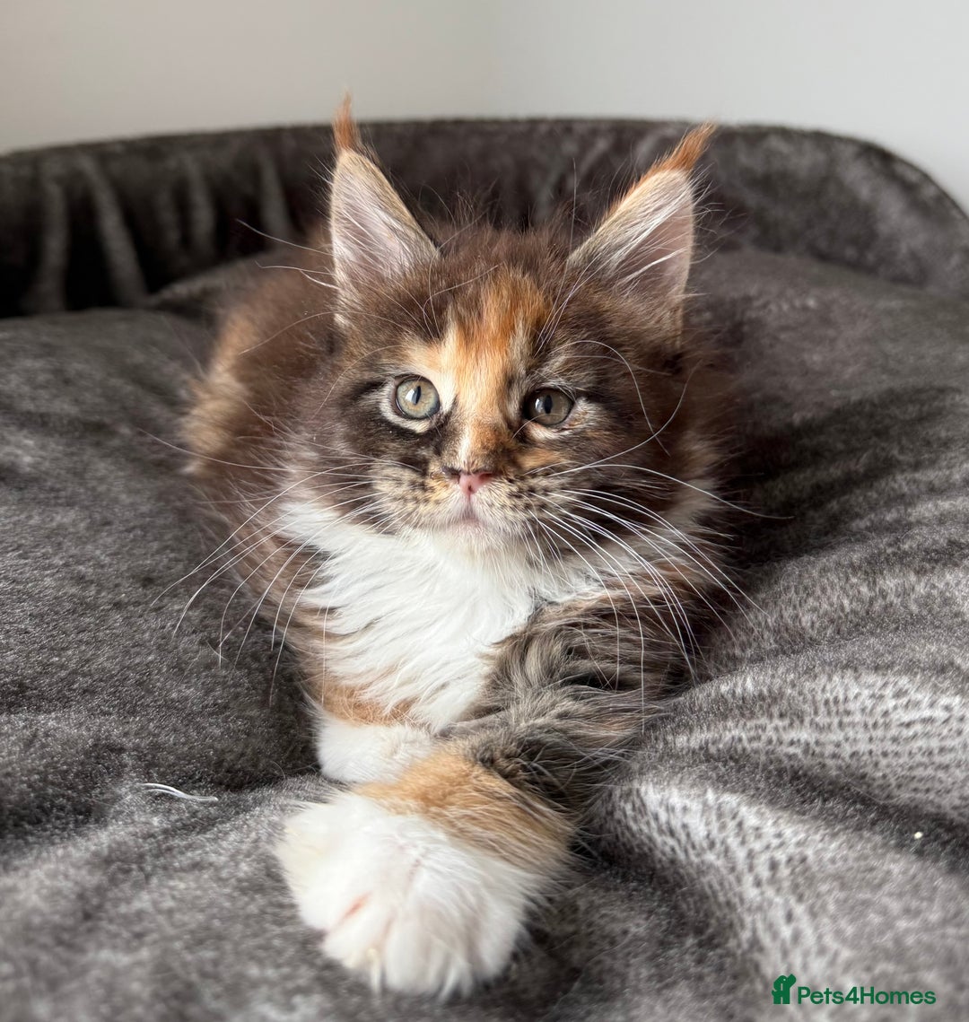 Maine Coon cats for sale: Last boy left💙 Photo update . - Image 2