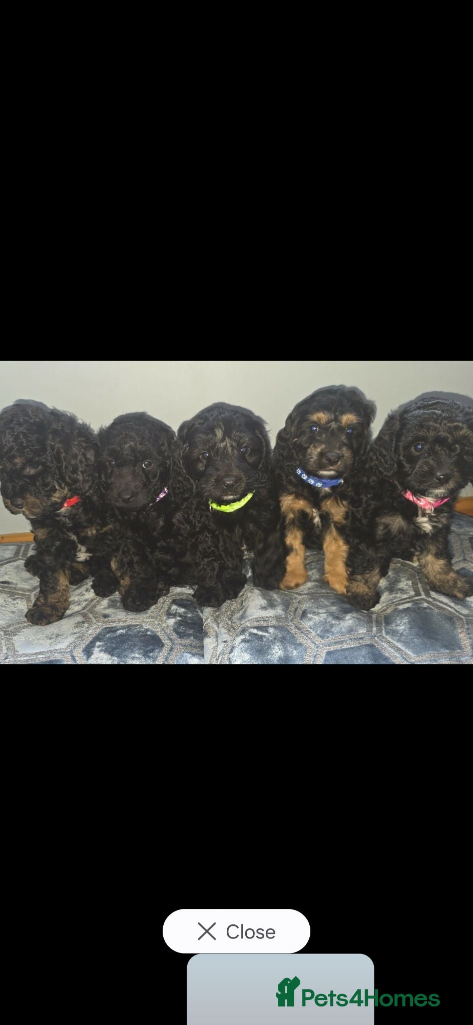 Cockapoo dogs Stunning f1b cockapoo puppies  - Advert 5