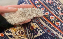 Pygmy Hedgehog rodents for sale: Beautiful Pinto African Pygmy Hedgehog Babies  - Image 1