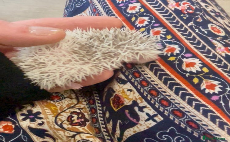 Pygmy Hedgehog rodents - Advert 2