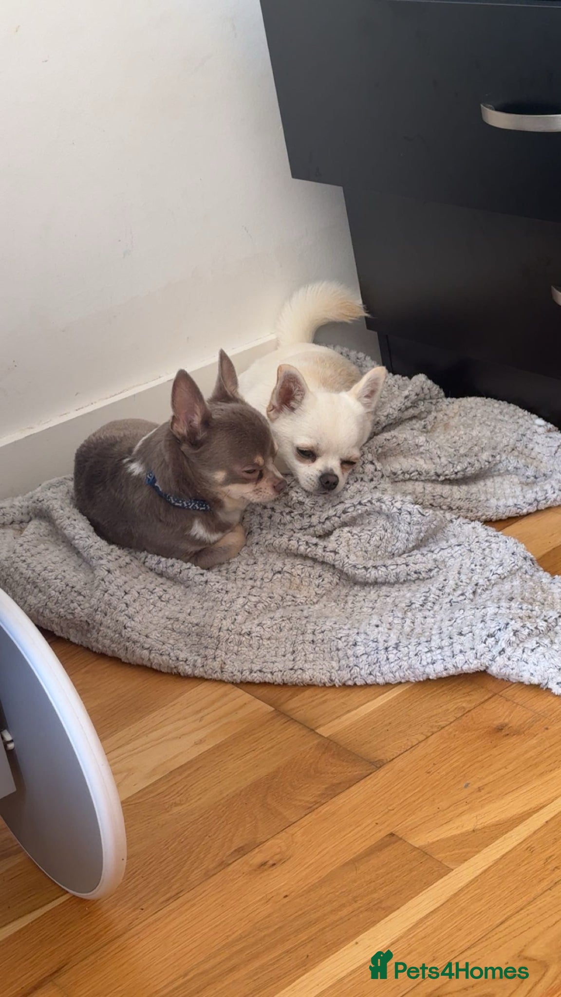 Chihuahua dogs 2 lovely chihuahuas for sale  - Advert 1