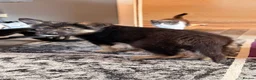 German Shepherd dogs for sale: KC registered German shepherd puppies.  - Advert 8