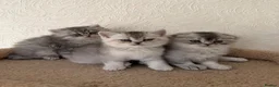 Scottish Fold cats for sale: Adorable Scottish Fold Kittens  - Advert 18