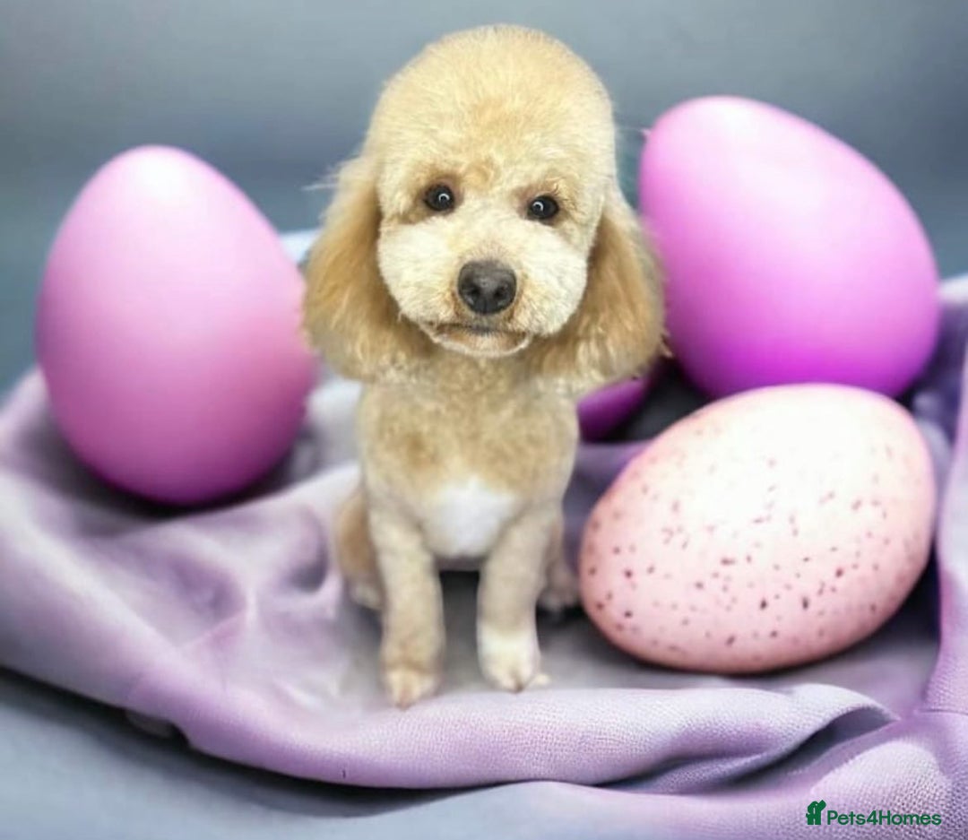 Poochon dogs for sale:  Loving Puppies Looking for Their Forever Homes 🏡 - Image 6