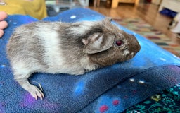 Guinea Pig rodents for sale: Lakeland Werewolf Skinny baby guinea pigs - Image 4