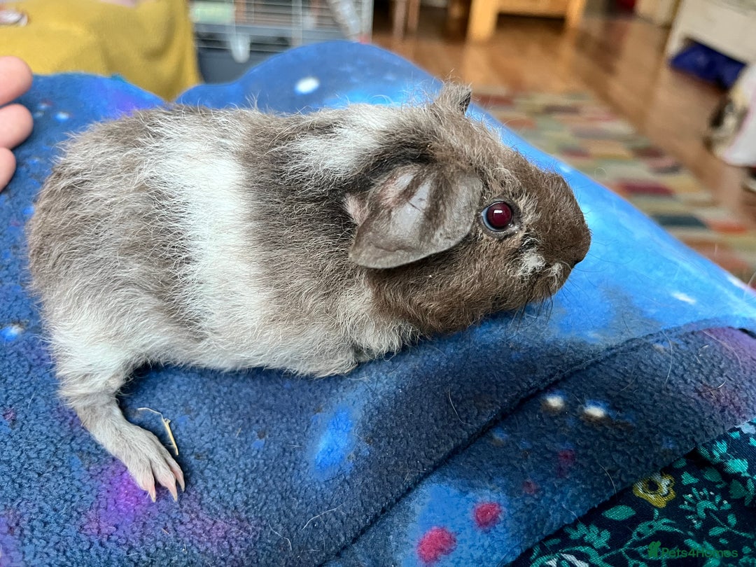 Guinea Pig rodents for sale: Lakeland Werewolf Skinny baby guinea pigs - Image 4