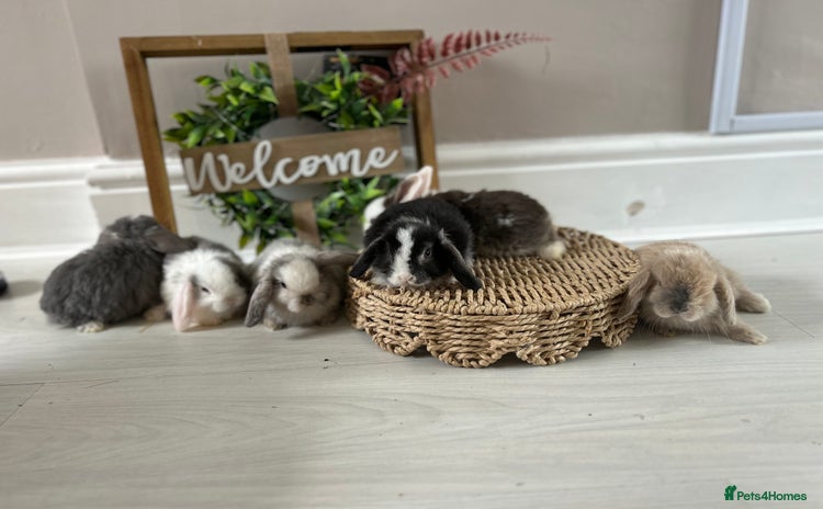 Mini Lop rabbits - Advert 1