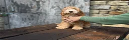 Cockapoo dogs for sale: Full Health tested Amazing obedience champion  - Advert 7