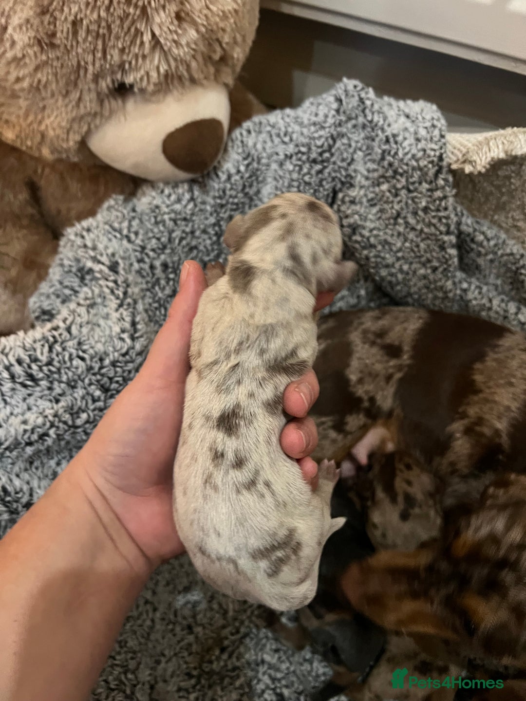 Miniature Dachshund dogs for sale: 💙KC REG💕💕💓Miniature dachshund 💙 - Advert 13
