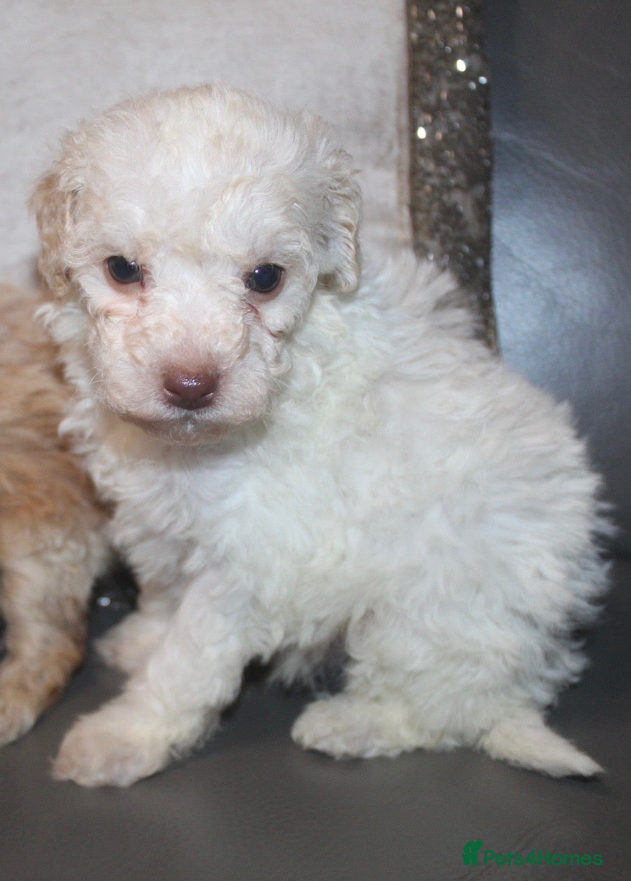 Cockapoo dogs Child friendly cockapoo puppies ready March - Advert 5