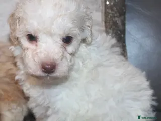 Cockapoo dogs Child friendly cockapoo puppies ready March - Advert 5