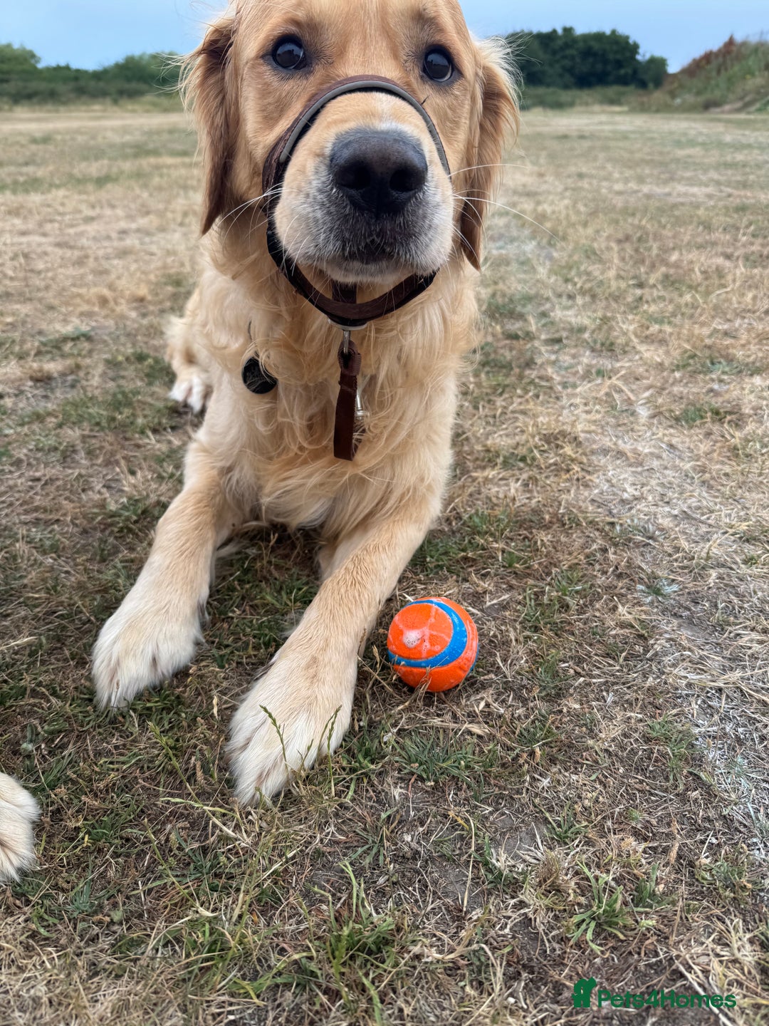 Golden Retriever dogs for stud: Beautiful KC Registered Golden Retriever Stud - Image 6