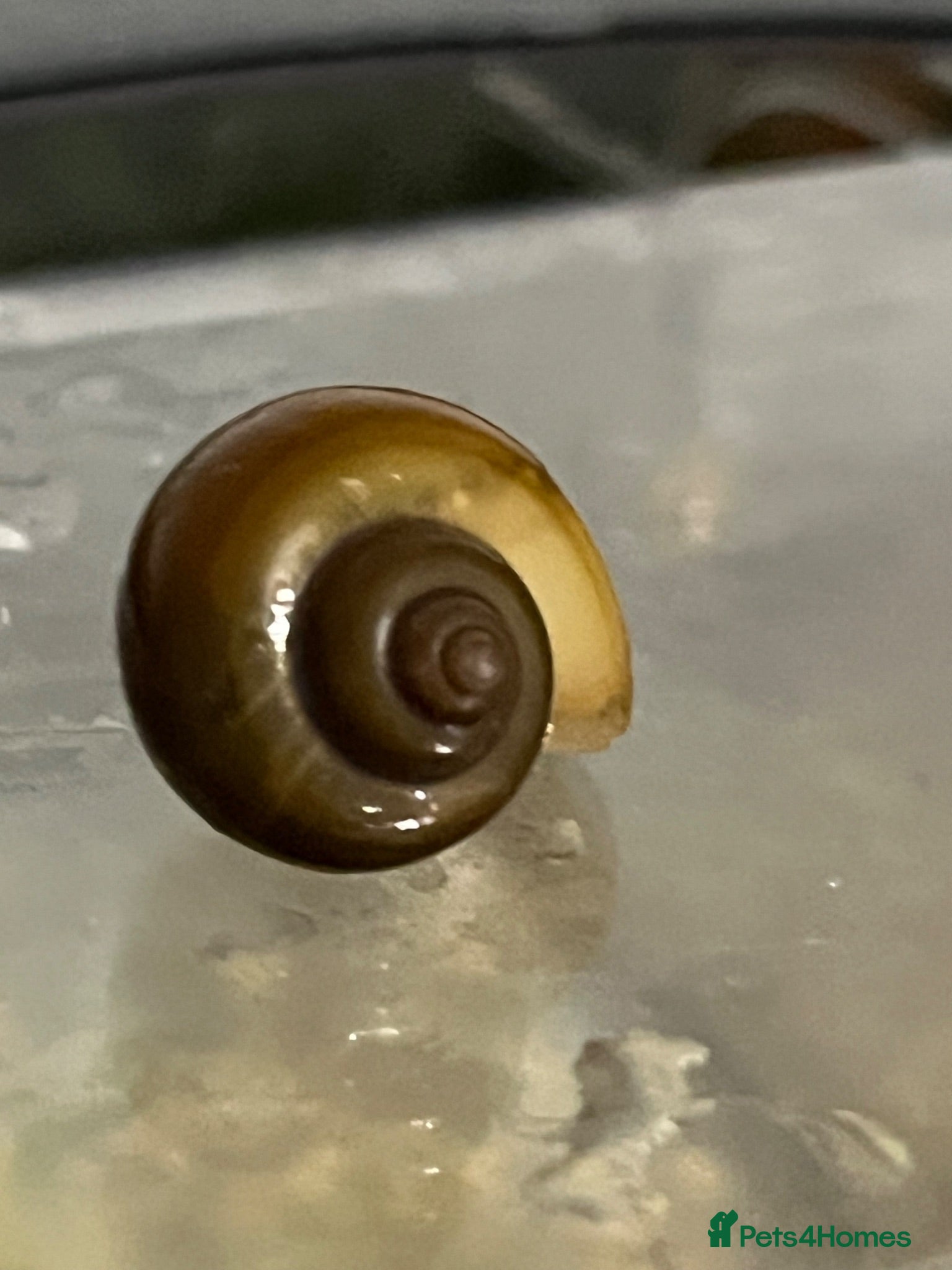 Snails fish Healthy Mystery Snails - Advert 1