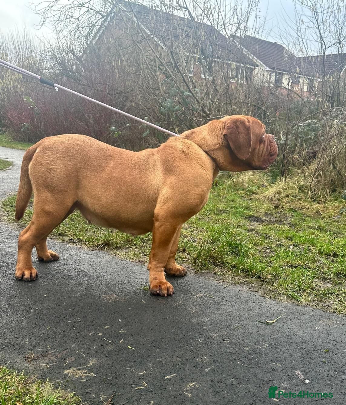 Dogue De Bordeaux dogs 4 months old kc bitch  - Advert 2