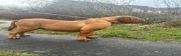 Dogue De Bordeaux dogs for sale: 4 months old kc bitch  - Advert 3