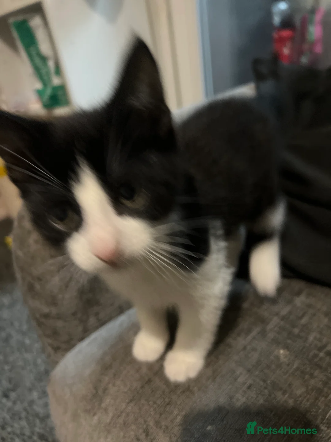 Mixed Breed cats for sale: male kittens - Advert 14