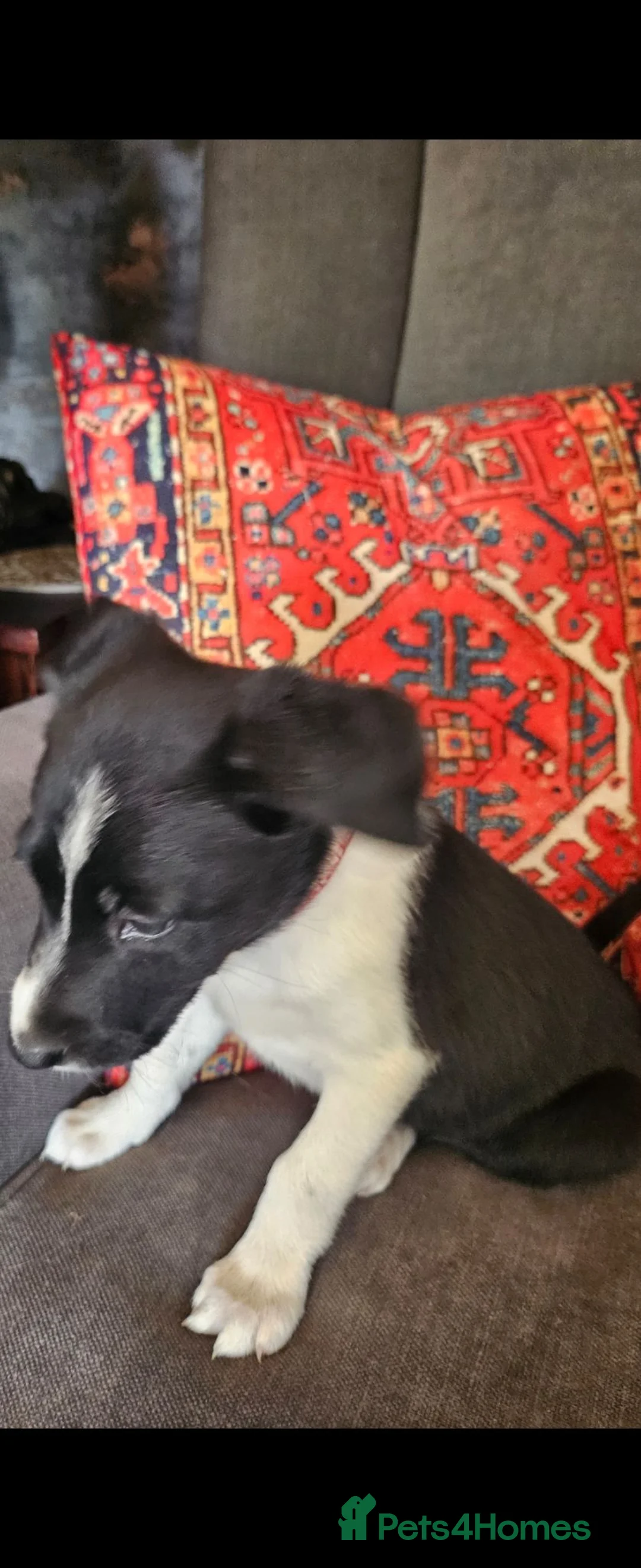 Border Collie dogs for sale: Two female girls, Red Merle and Black and white - Advert 6