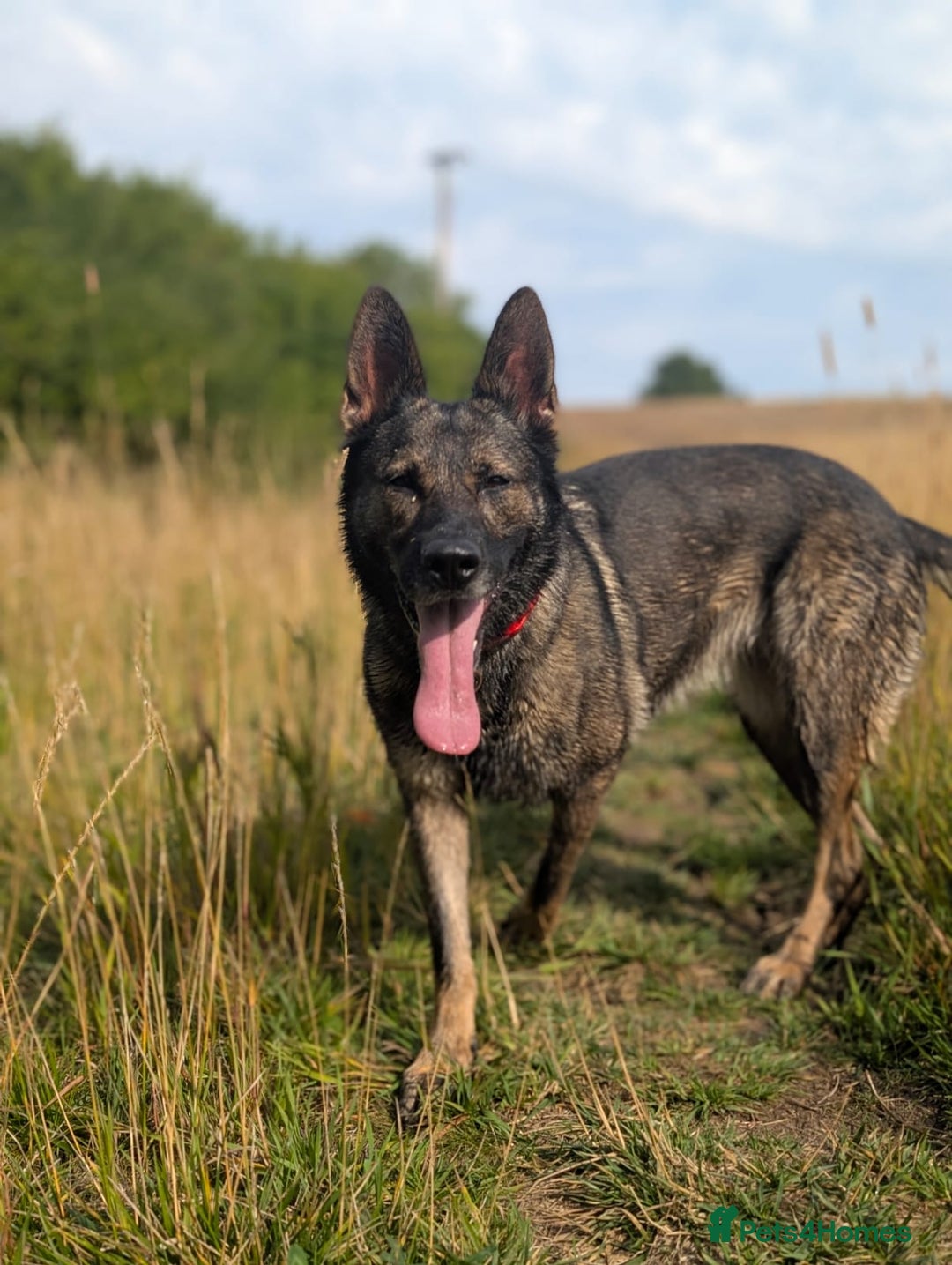 German Shepherd dogs for sale: Sable German Shepherd  - Image 3