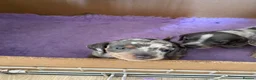 Miniature Dachshund dogs for sale: 5 beautiful Miniature Dachshund puppies  - Advert 24