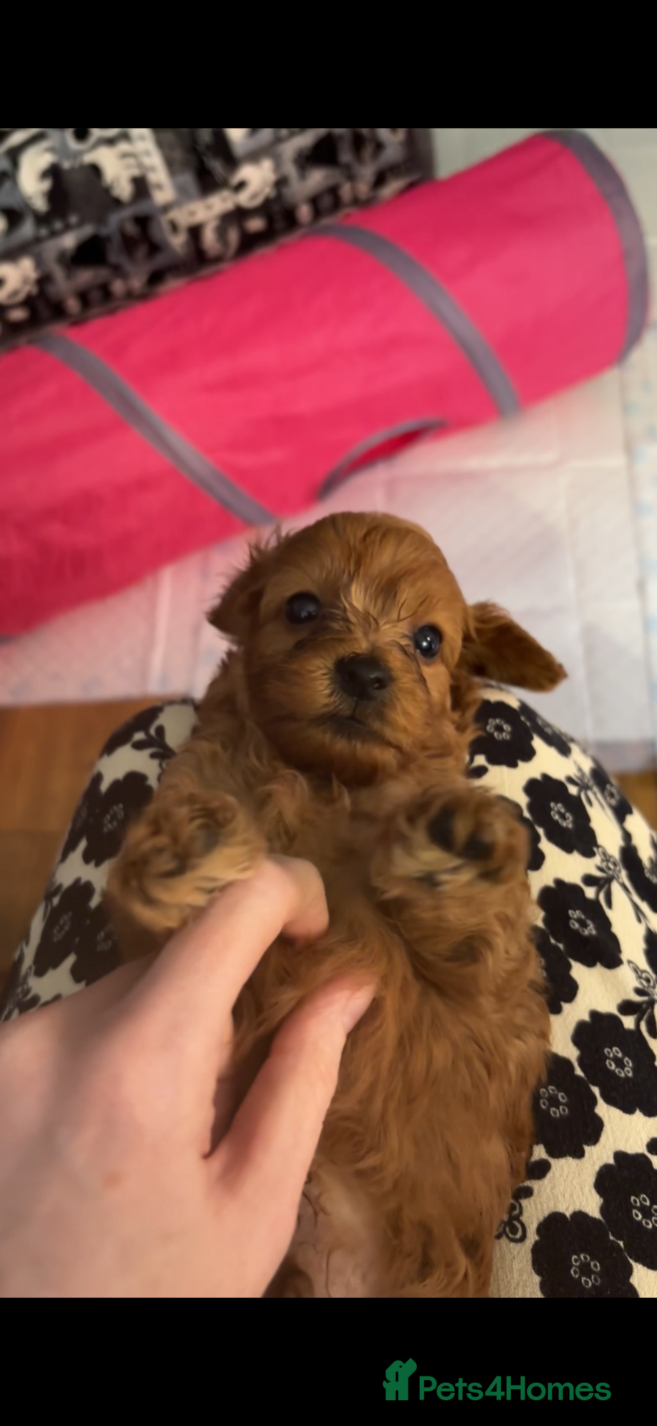 Cavapoochon dogs F1B Cavapoochon **last puppy** - Advert 11