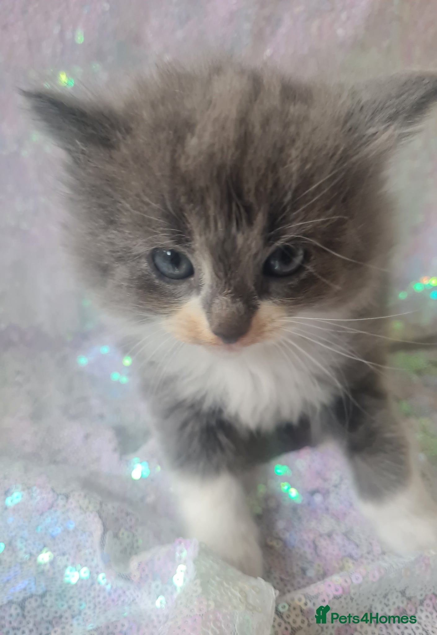 Ragdoll cats Ragdoll persian kittens  - Advert 1