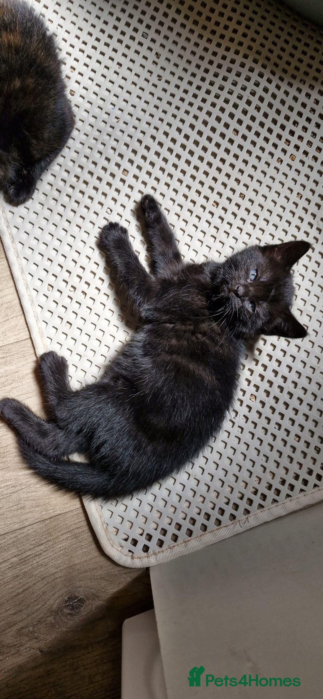 Mixed Breed cats for sale: Adorable kittens  - Image 20