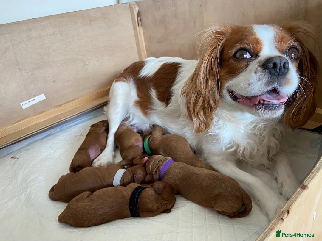 Cavapoo dogs for sale: Red Cavapoos in Barnstaple - Advert 22