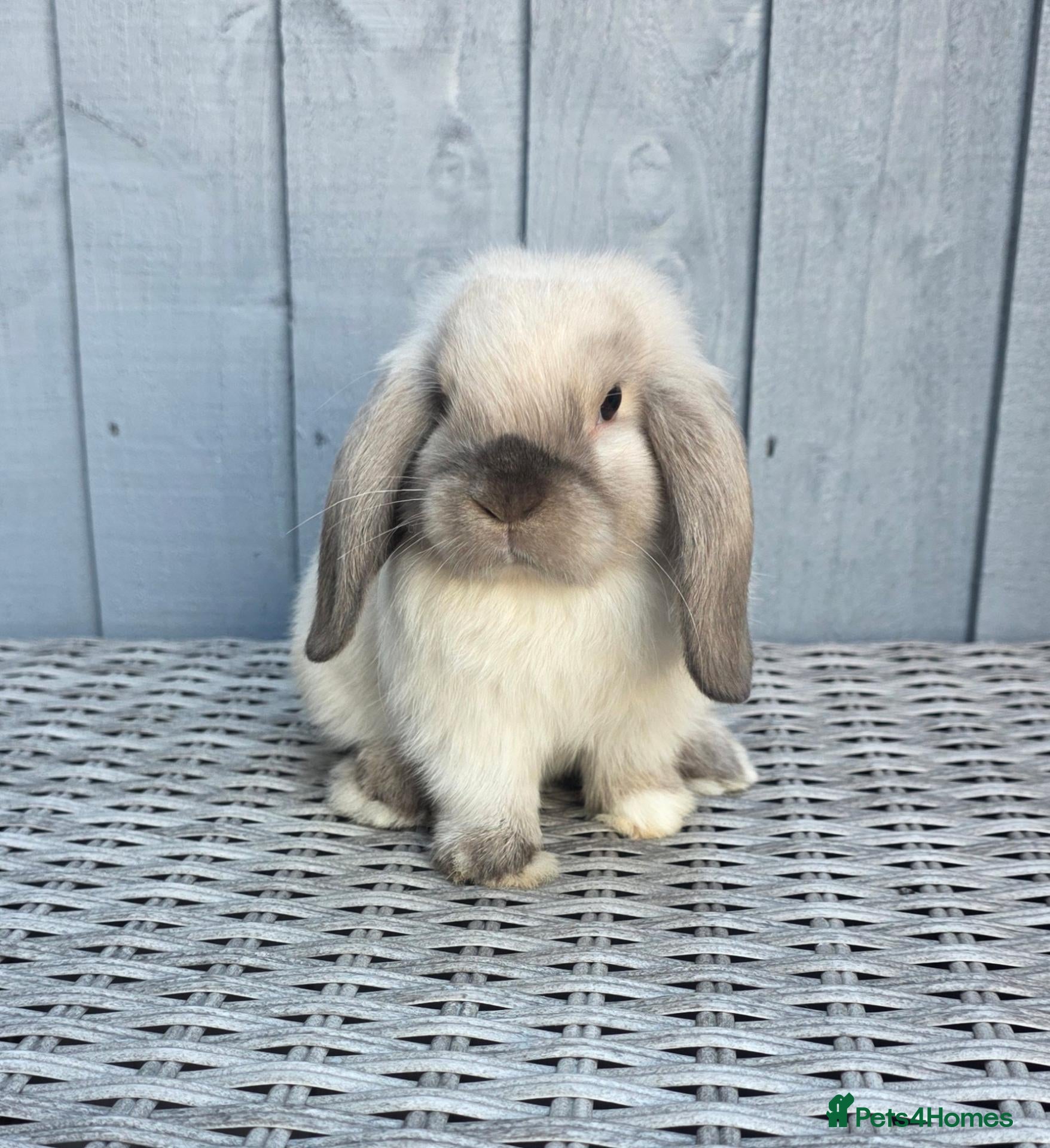 Mini Lop rabbits Gorgeous Baby Mini Lop Girl - Advert 1