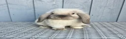 Mini Lop rabbits for sale: Gorgeous Baby Mini Lop Girl - Advert 1