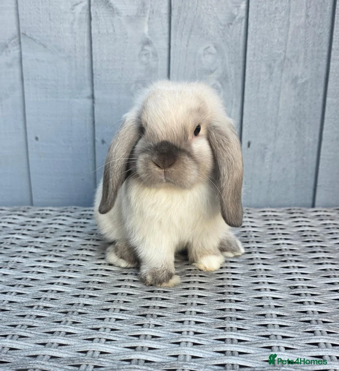 Mini Lop rabbits for sale: Gorgeous Baby Mini Lop Girl - Advert 1
