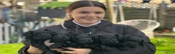Miniature Schnauzer dogs for sale: We are expecting! Black Mini Schnauzer Pups! - Advert 5
