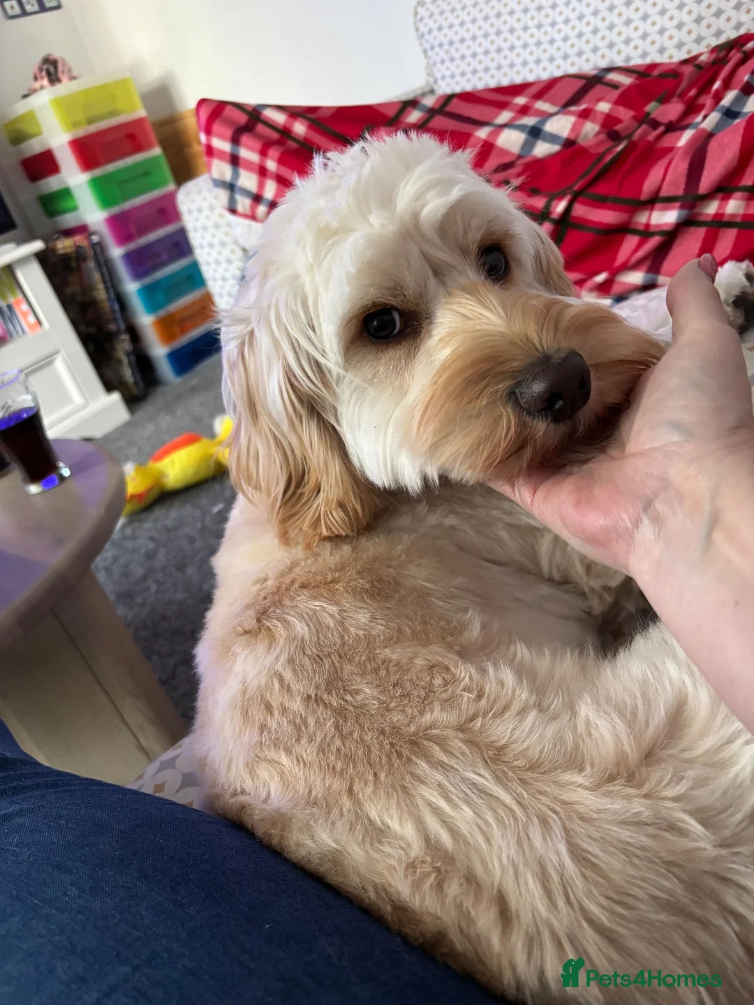 Cockapoo dogs for sale: 13 month old cockerpoo female  in Newton-le-Willows - Advert 2