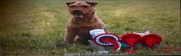 Lakeland Terrier dogs for stud: Proven Red Lakeland Terrier Stud in Builth Wells - Advert 3