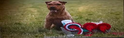 Lakeland Terrier dogs for stud: Proven Red Lakeland Terrier Stud in Builth Wells - Advert 3