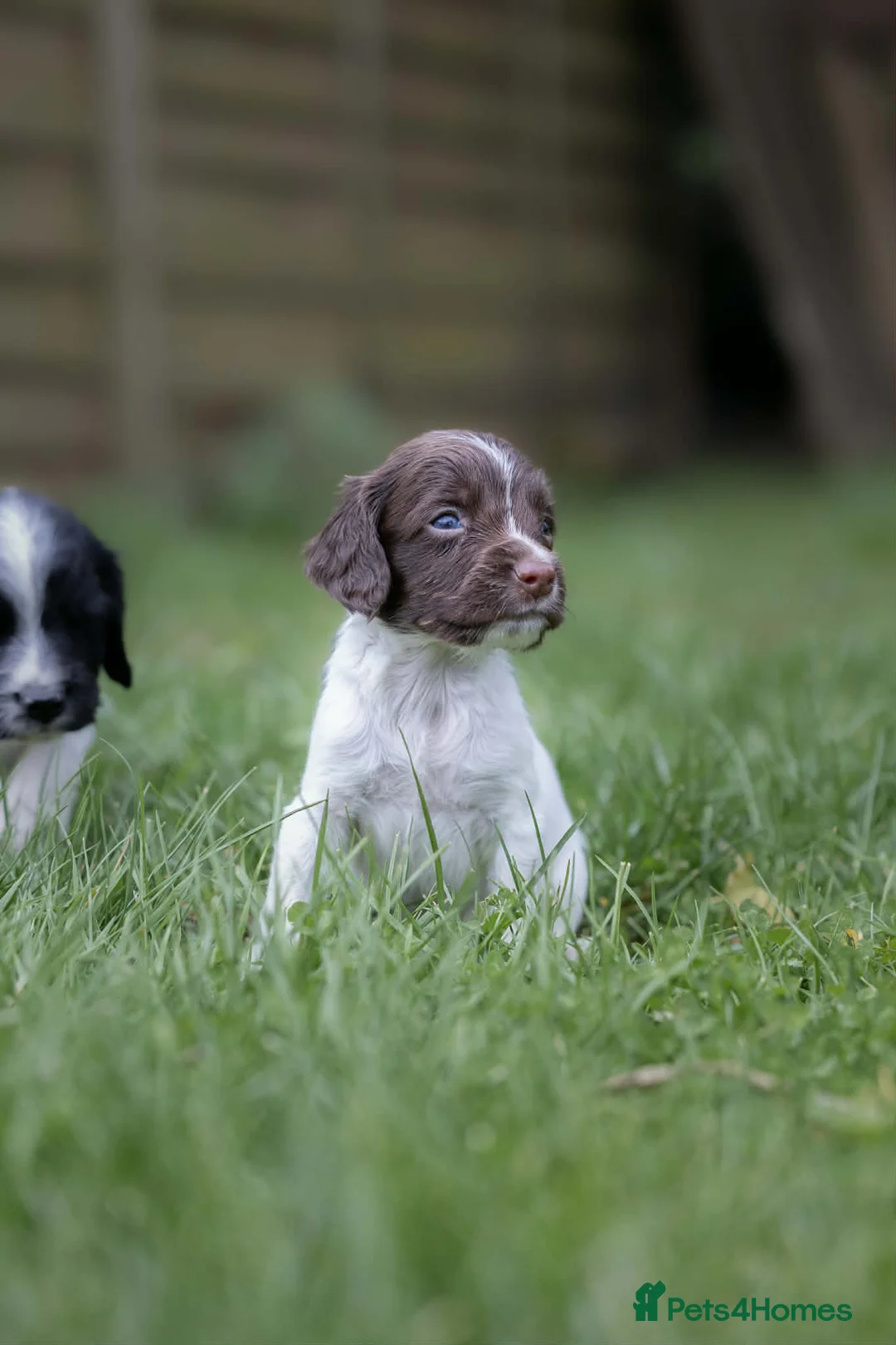 English Springer Spaniel dogs for sale: Four Beautiful KC regd. pups. - Advert 13