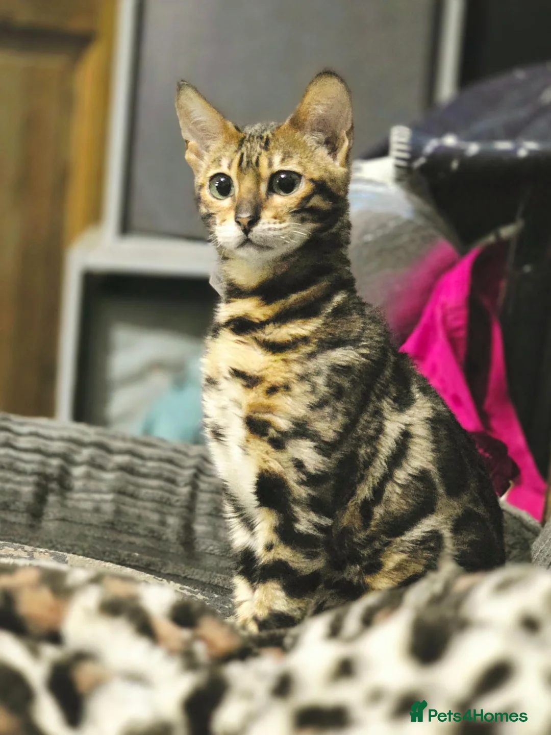 Bengal cats for sale: Pedigree brown and blue rosetted bengals - Advert 2
