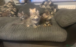 Maine Coon cats for sale: Gorgeous bundles of fluff n mischief  - Image 10